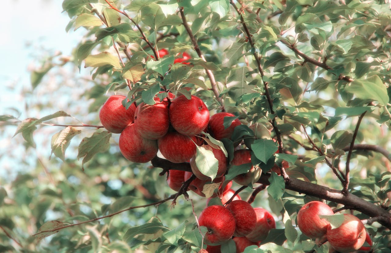 Exploring the Benefits of 'The Mother' in Apple Cider Vinegar
