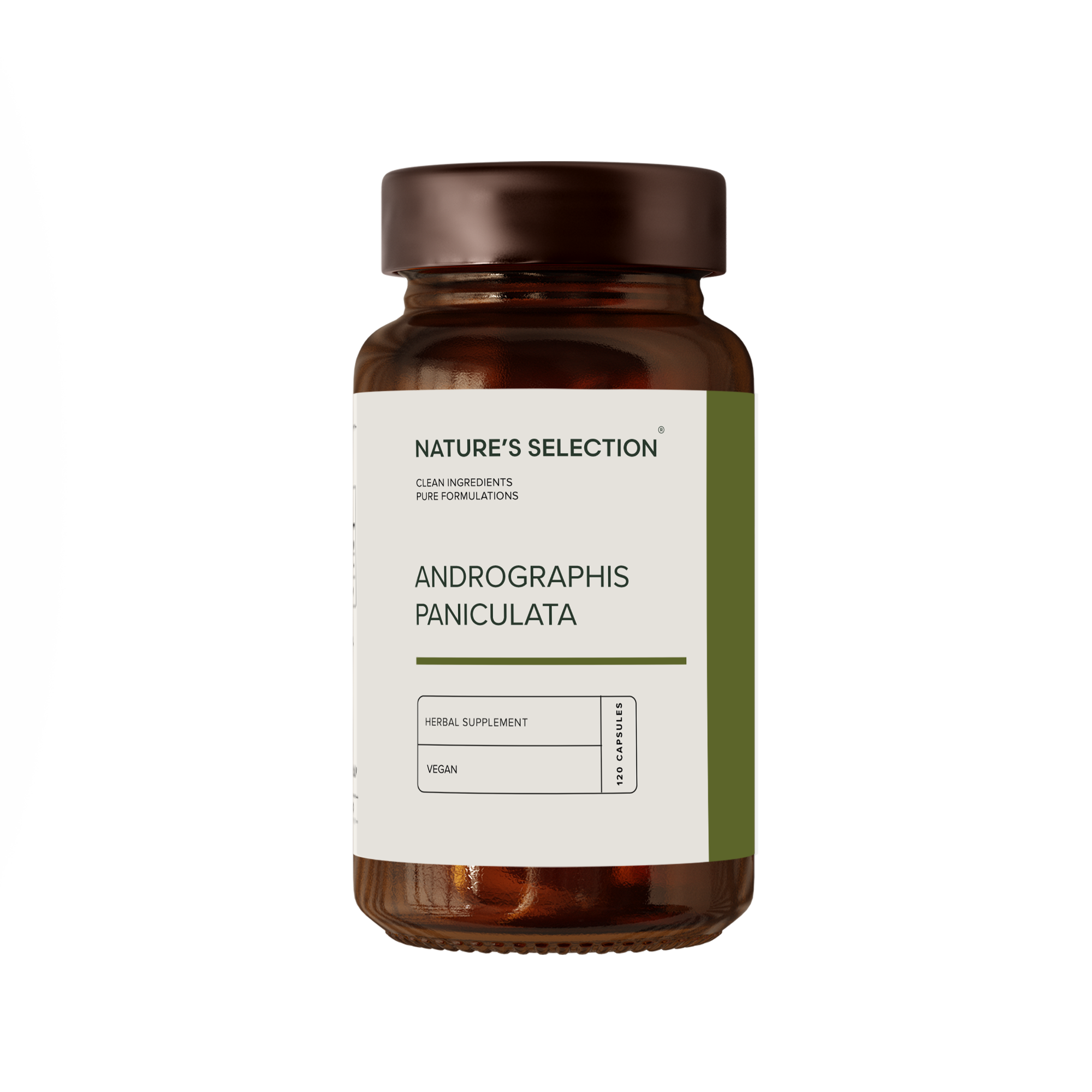 Andrographis Paniculata